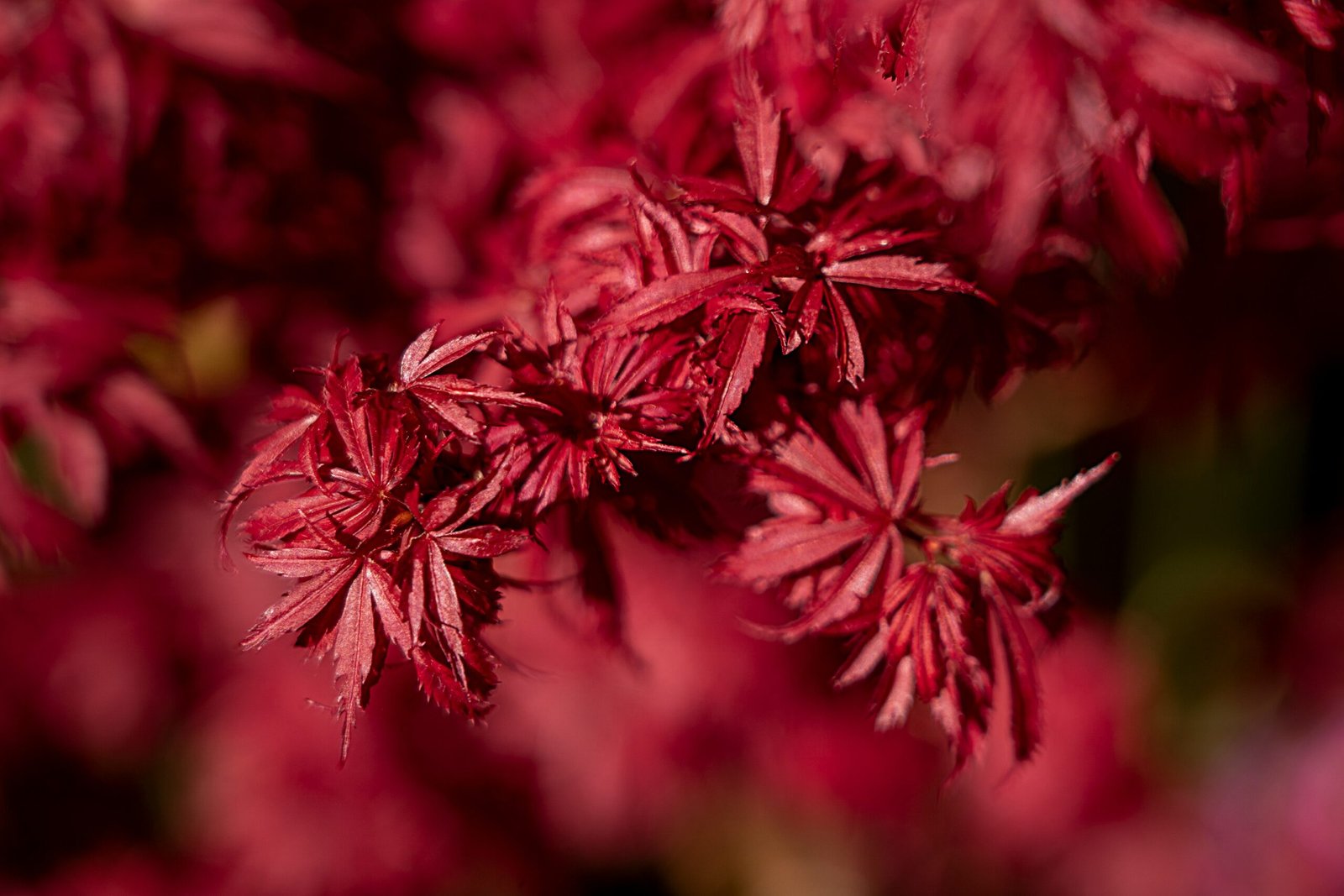 red and white flower in close up photography